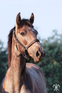 Photo cheval a vendre SADDAM DE LA GESSE